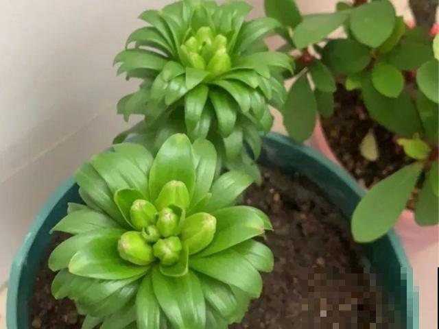活的“香水花”，开一朵，家里香气飘飘！
