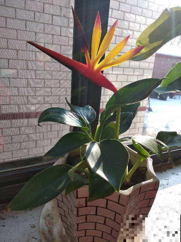 花骗子最爱卖的5种花，养花小白要记住，擦亮眼睛不上当