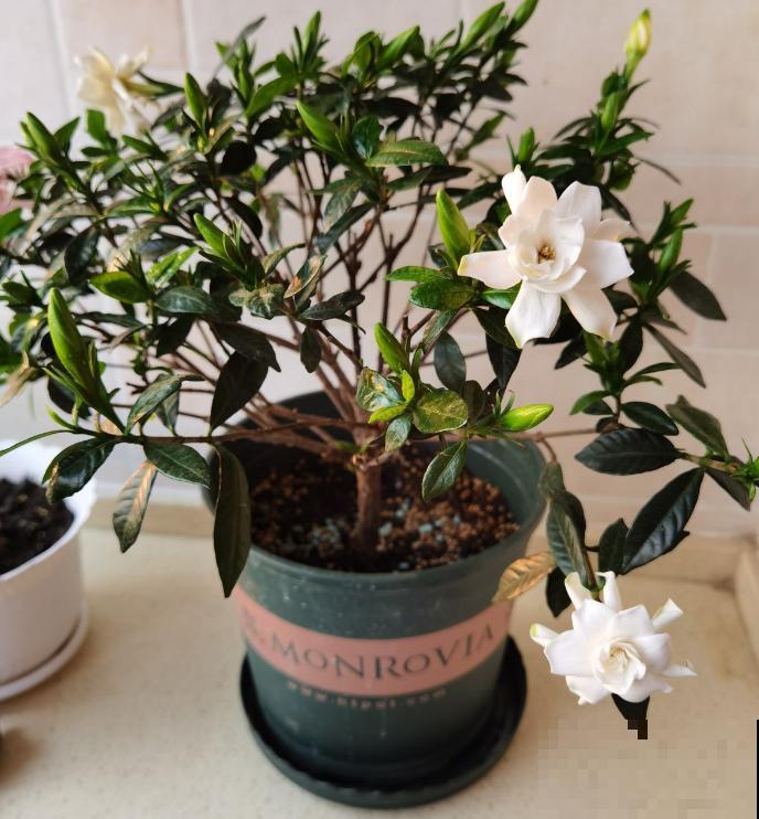 栀子花开满院香，让人思念远方的故人！