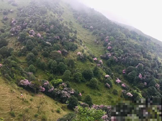 地栽的花就是强大，屋外疯长一院子，屋内孱弱不开花