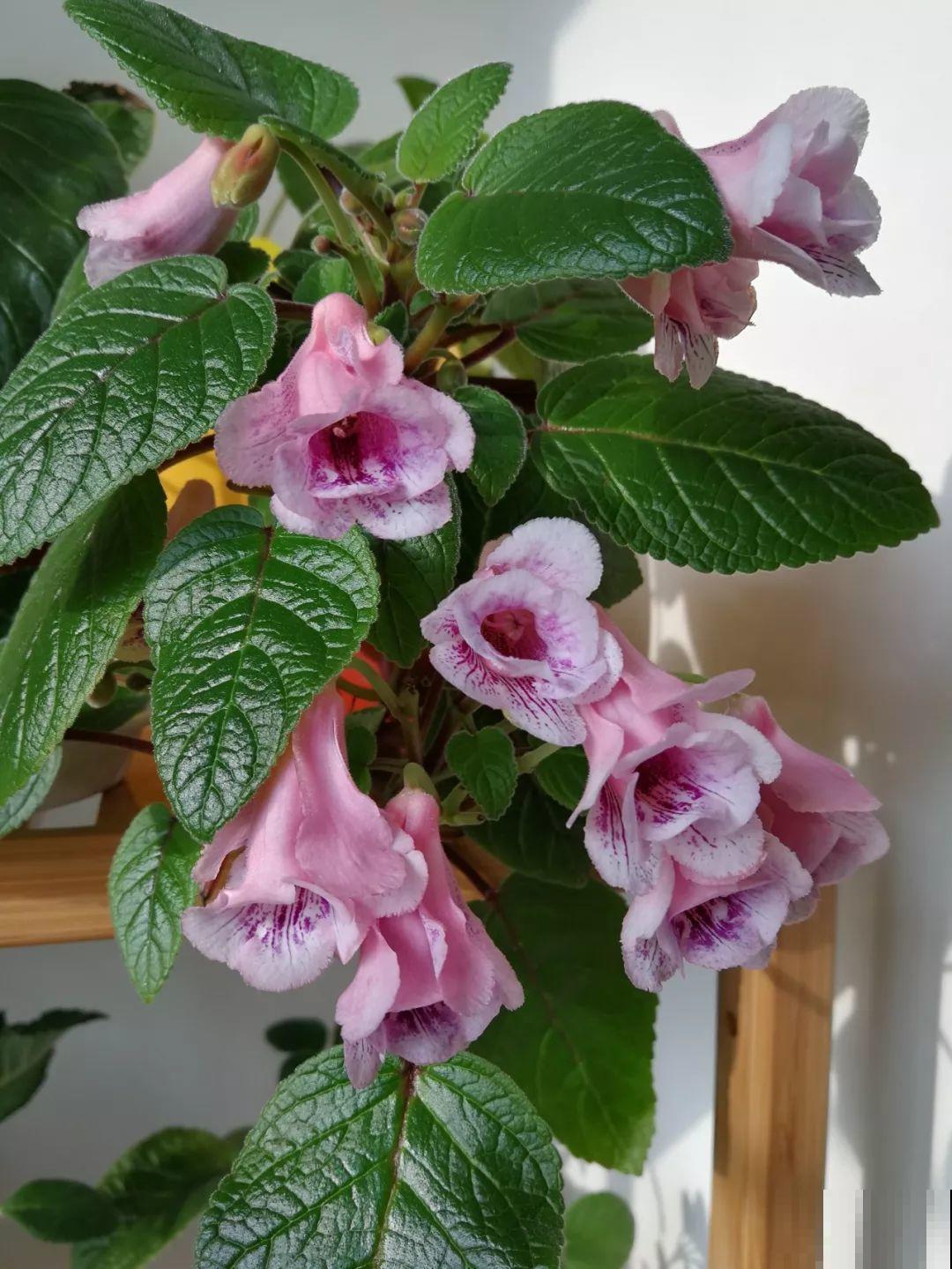 家里没光照,就养4种耐阴花,没光也能蹭蹭开花 家里没光照,就养4种耐阴花,没光也能蹭蹭开花