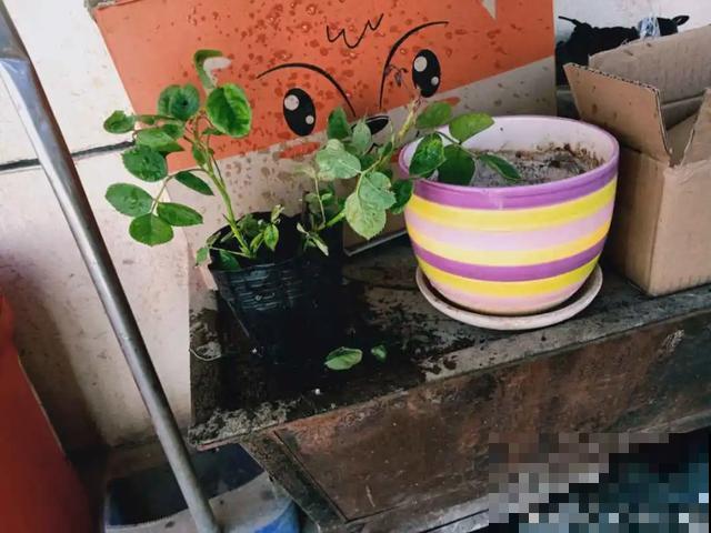 夏天花会休眠,别施肥,否则都毒死了 夏天花会休眠,别施肥,否则都毒死了