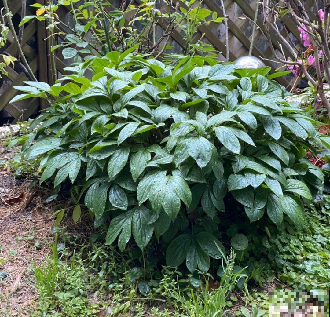 修剪时间到了，有这花赶紧剪，剪完很快又开花！