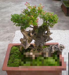 人称野生小蓝莓,吃起来酸甜可口,营养丰富得很! 人称野生小蓝莓,吃起来酸甜可口,营养丰富得很!