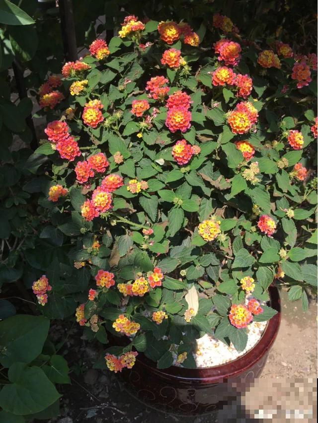 7种花插土里，立马长满院子，蚊虫不敢靠近！