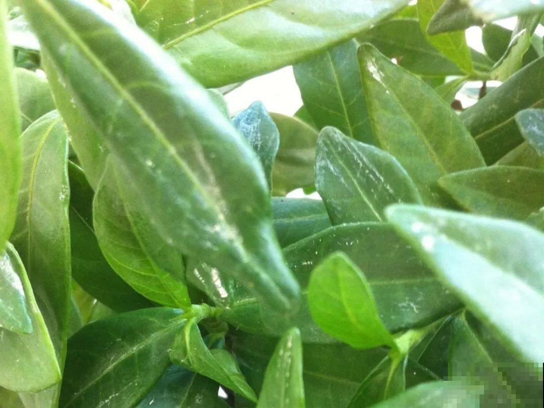 5种“有毒”水，千万不能浇花，浇一盆死一盆！