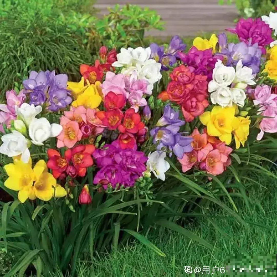 没开花之前像野草，开花之后美翻天，满屋子都是香味