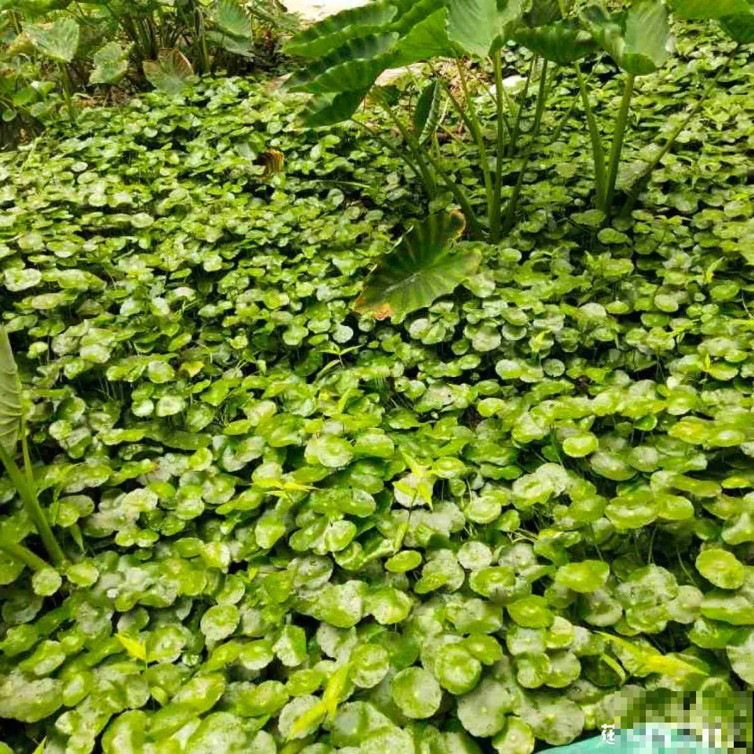 18种最好养的花大盘点，绿萝只能排倒第一！