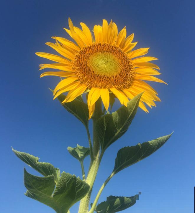 你喜欢什么花,就是什么性格的人,都进来看看吧! 你喜欢什么花,就是什么性格的人,都进来看看吧!
