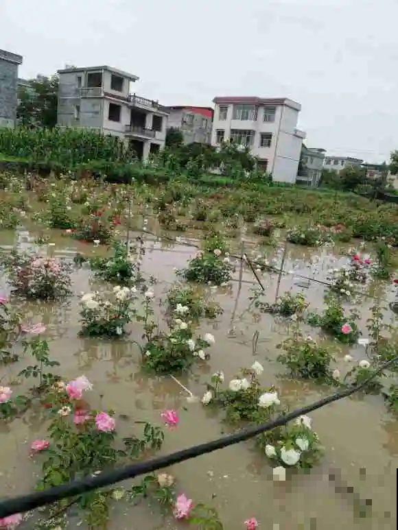 早上起来院子被淹，100盆花，还有救吗？