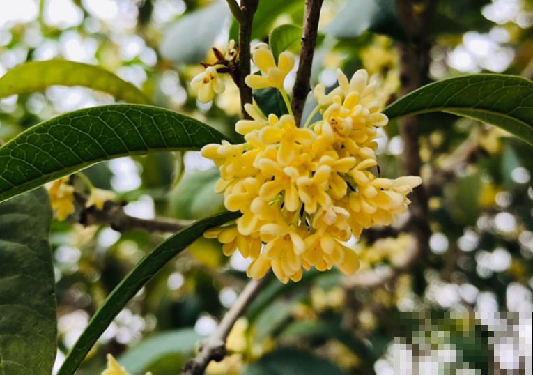 二十四节气,24种花,送给大家一起欣赏! 二十四节气,24种花,送给大家一起欣赏!