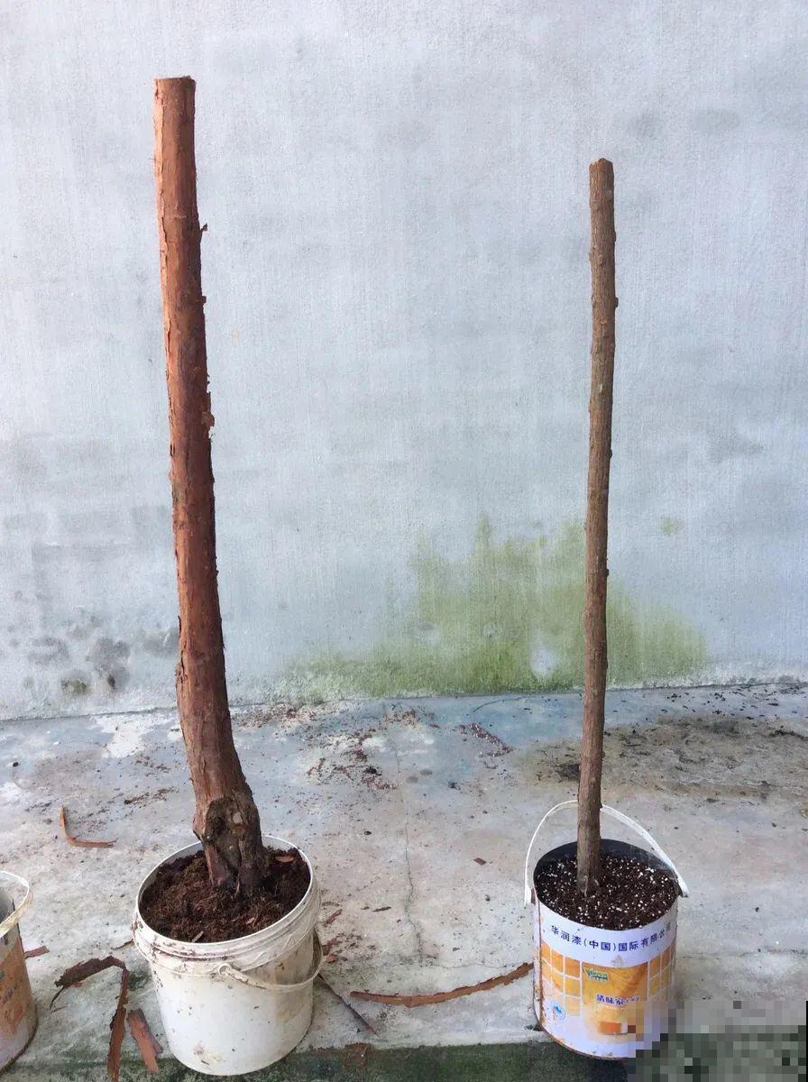 家里这些花适合用小盆，少浇水、控一控，2年就能变老桩！
