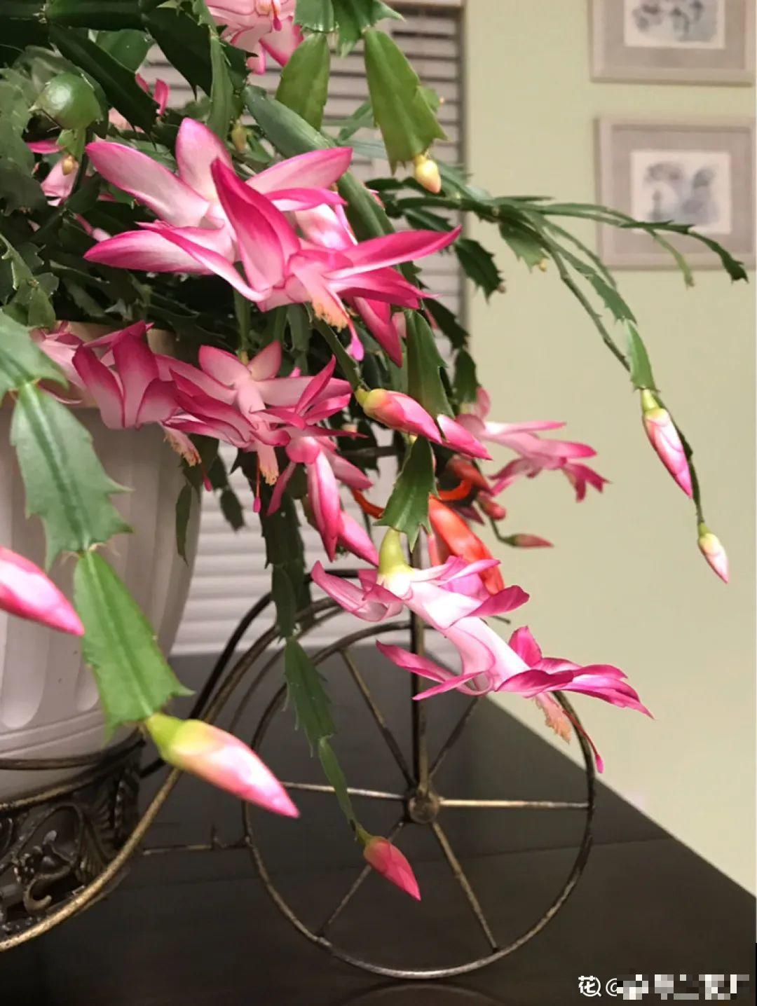 家里养这20种花,呼呼开花,花多得看不见叶 家里养这20种花,呼呼开花,花多得看不见叶