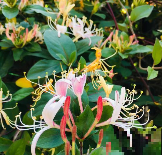 这些花对睡眠有好处，晒干后装枕头里，一觉睡到大天亮！