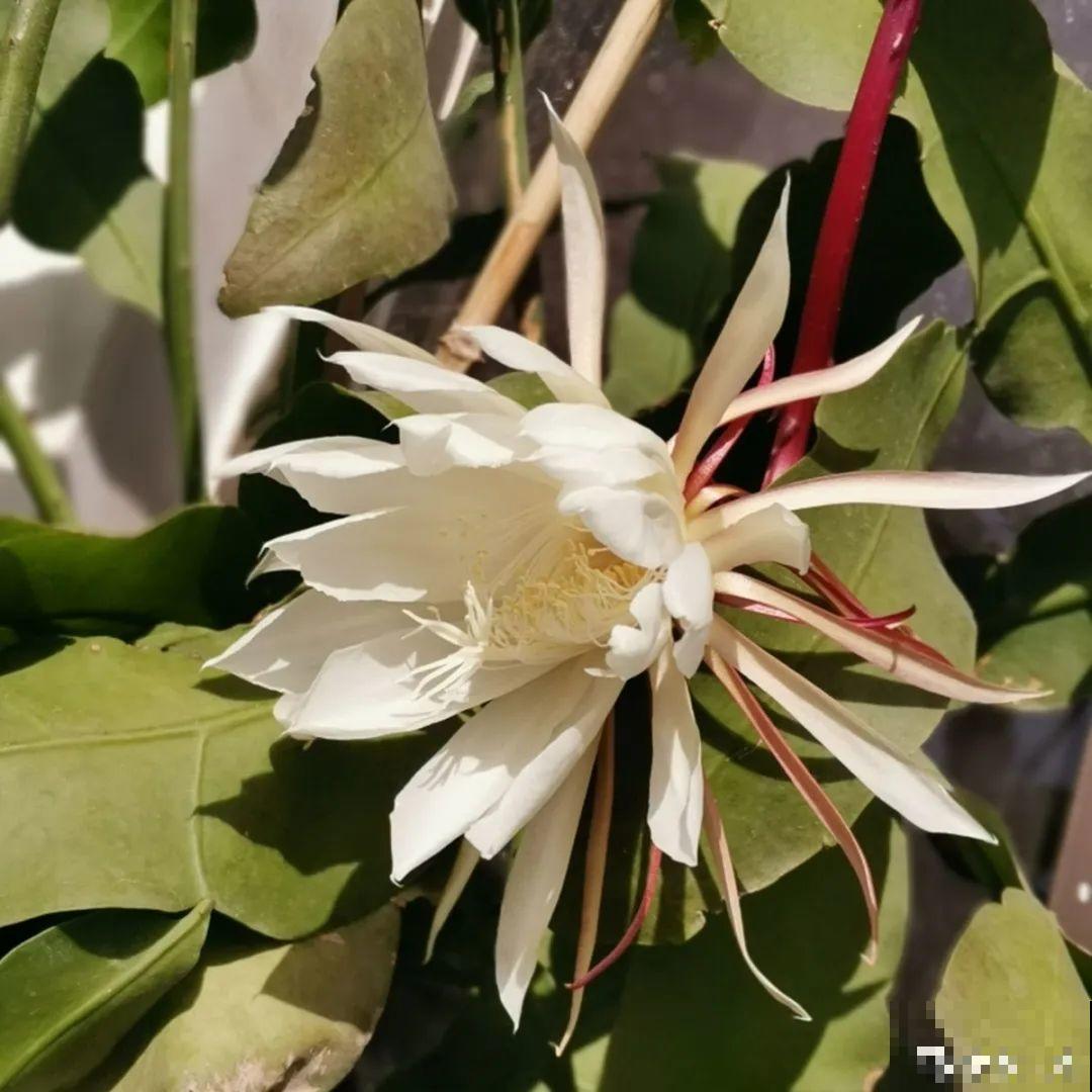 叶子唰啦全剪了，竟然冒出满盆花苞，神奇！