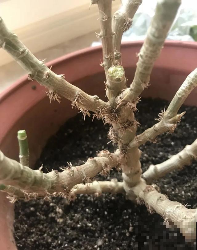 花长了“长胡须”,压土里一埋,10天就生根,特简单! 花长了“长胡须”,压土里一埋,10天就生根,特简单!