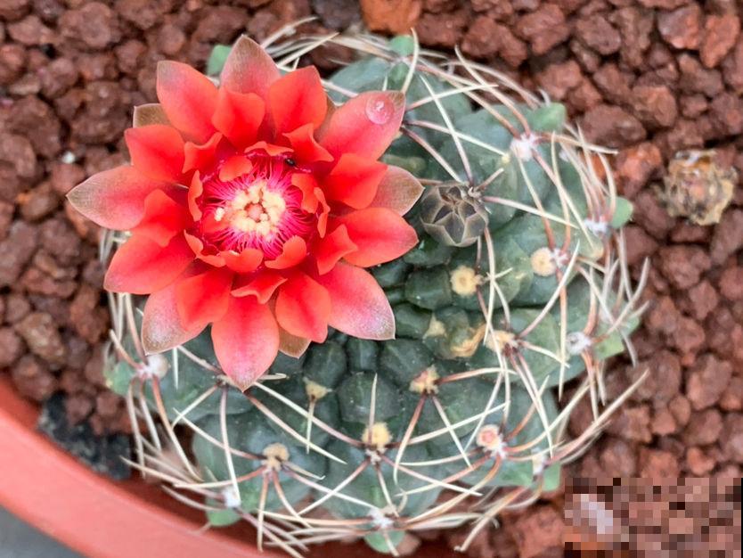 夏天养仙人球,记住两少一多,大花蹭蹭开 夏天养仙人球,记住两少一多,大花蹭蹭开