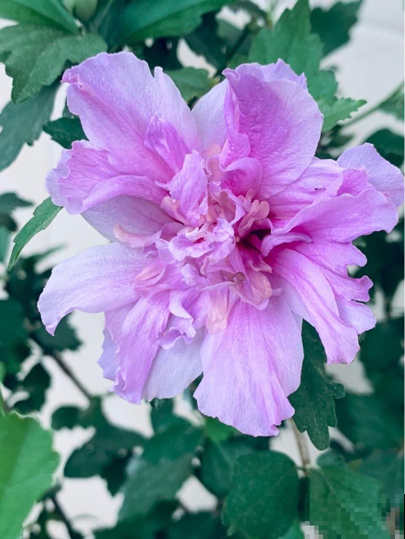 农村常见的花,摘下来还能做菜吃,味道比鸡肉还鲜美 农村常见的花,摘下来还能做菜吃,味道比鸡肉还鲜美