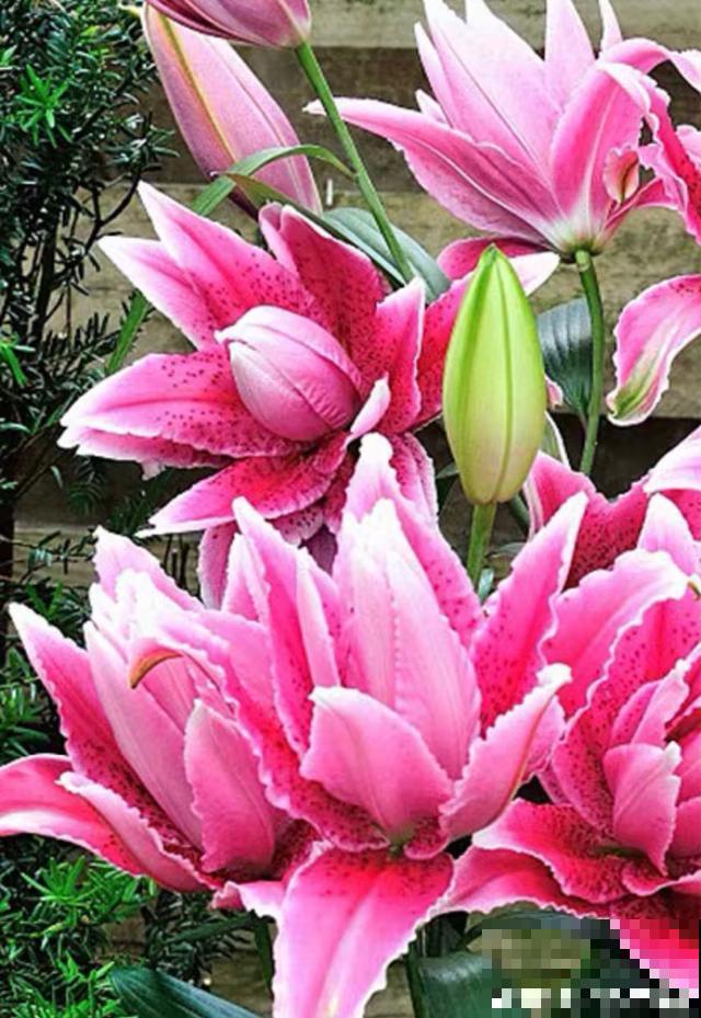 百合花品种那么多,这些中国原生百合,你见过几种? 百合花品种那么多,这些中国原生百合,你见过几种?