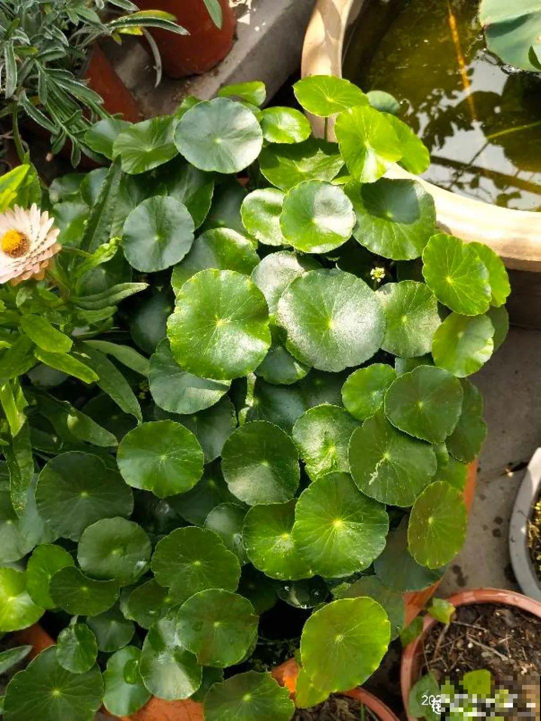 3种花掐个枝就能养，一周内就生根，省下一大笔买花钱