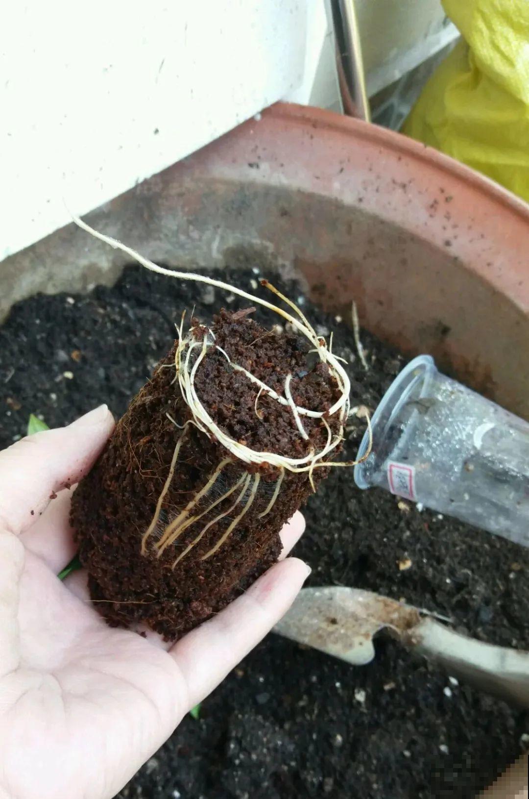7种不起眼的小东西，拿来养花，根长得特壮