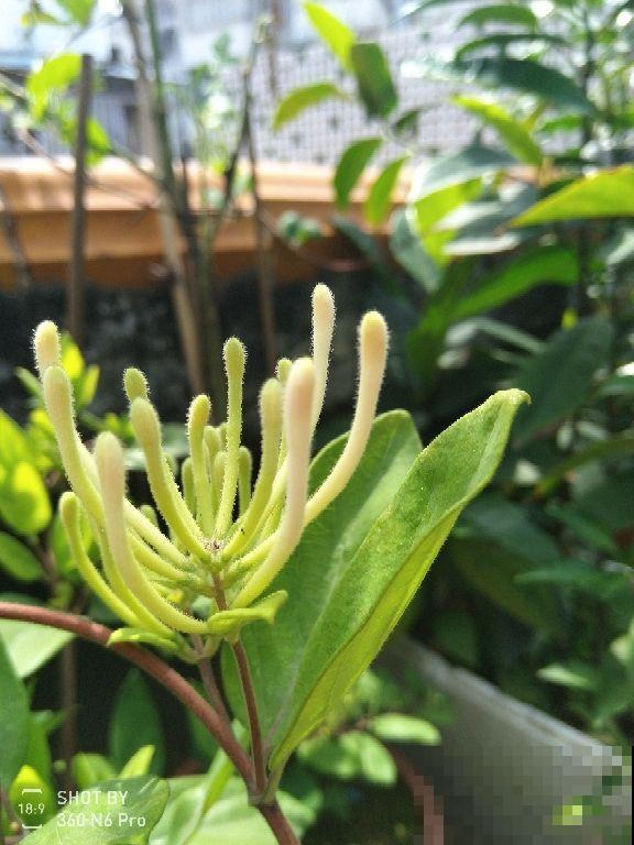 夏天适合喝花茶,4种花瓣能泡茶,香气飘满屋 夏天适合喝花茶,4种花瓣能泡茶,香气飘满屋