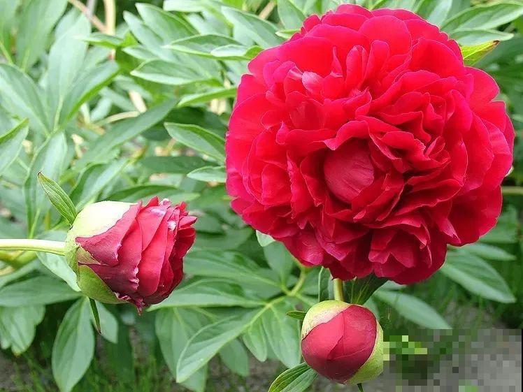 老外培育的芍药花，花苞比鸡蛋大，一朵能开一个月！