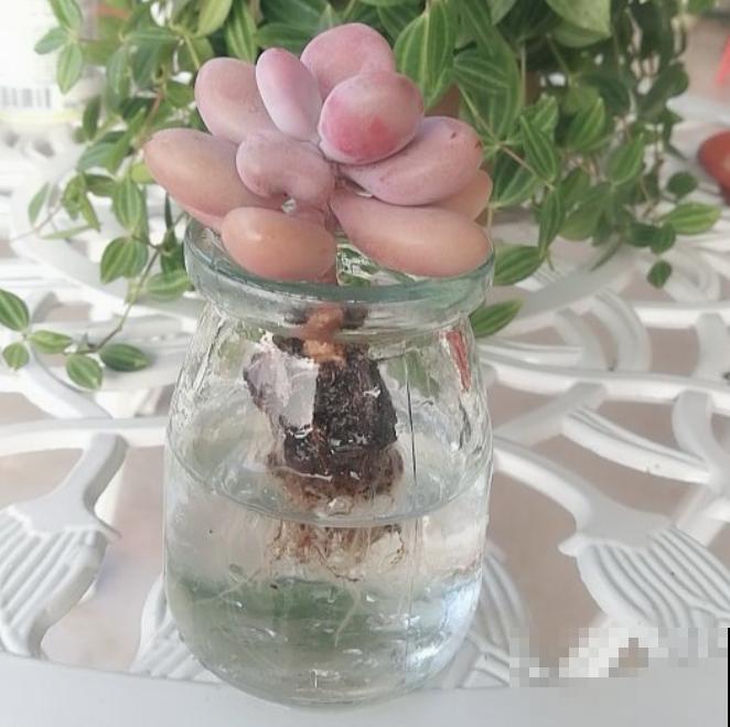 多肉度夏难,干脆扔水里,一棵都不死! 多肉度夏难,干脆扔水里,一棵都不死!