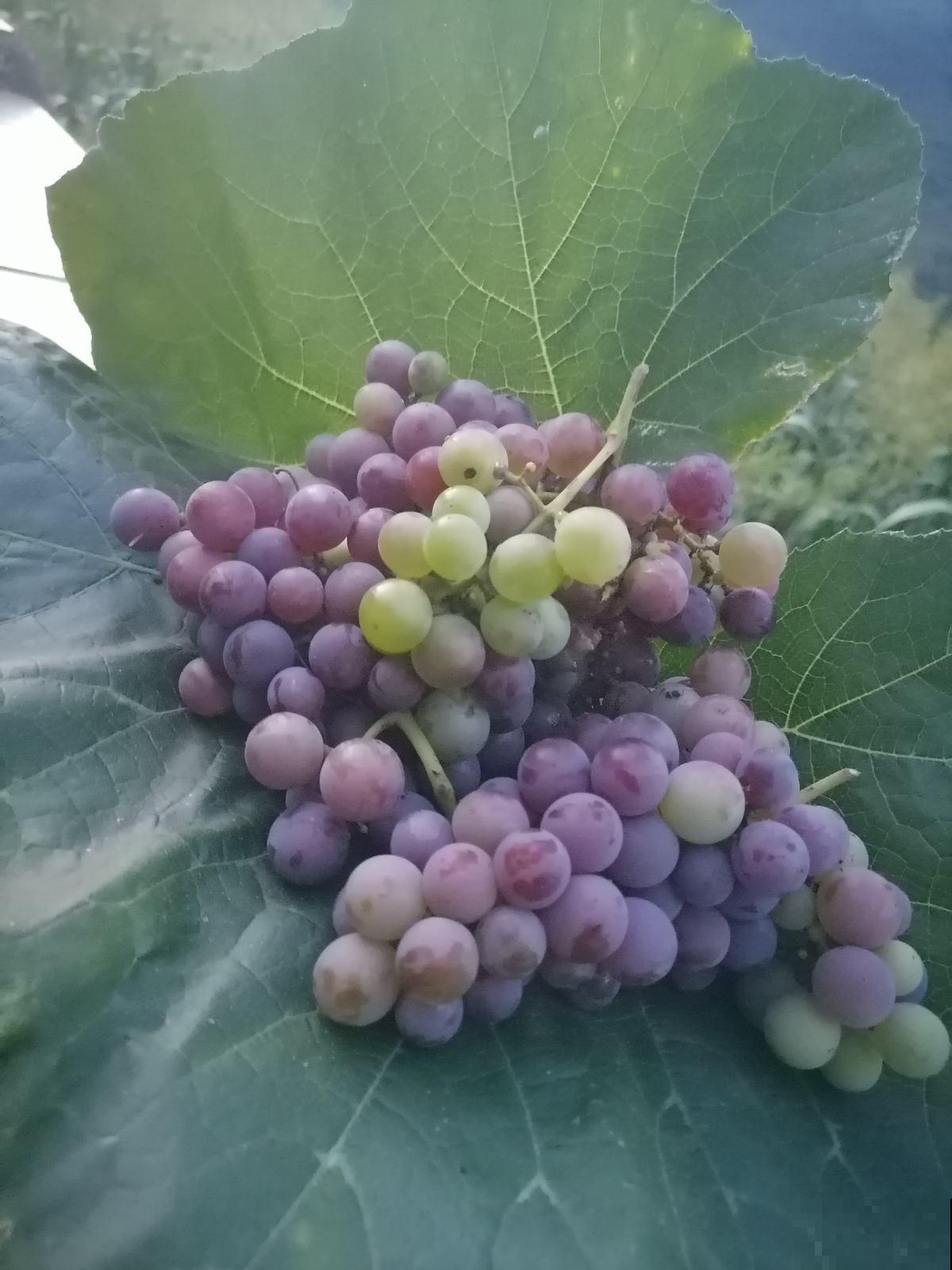 夏天就得多吃瓜,清热解毒还消暑,挑到好瓜最重要 夏天就得多吃瓜,清热解毒还消暑,挑到好瓜最重要