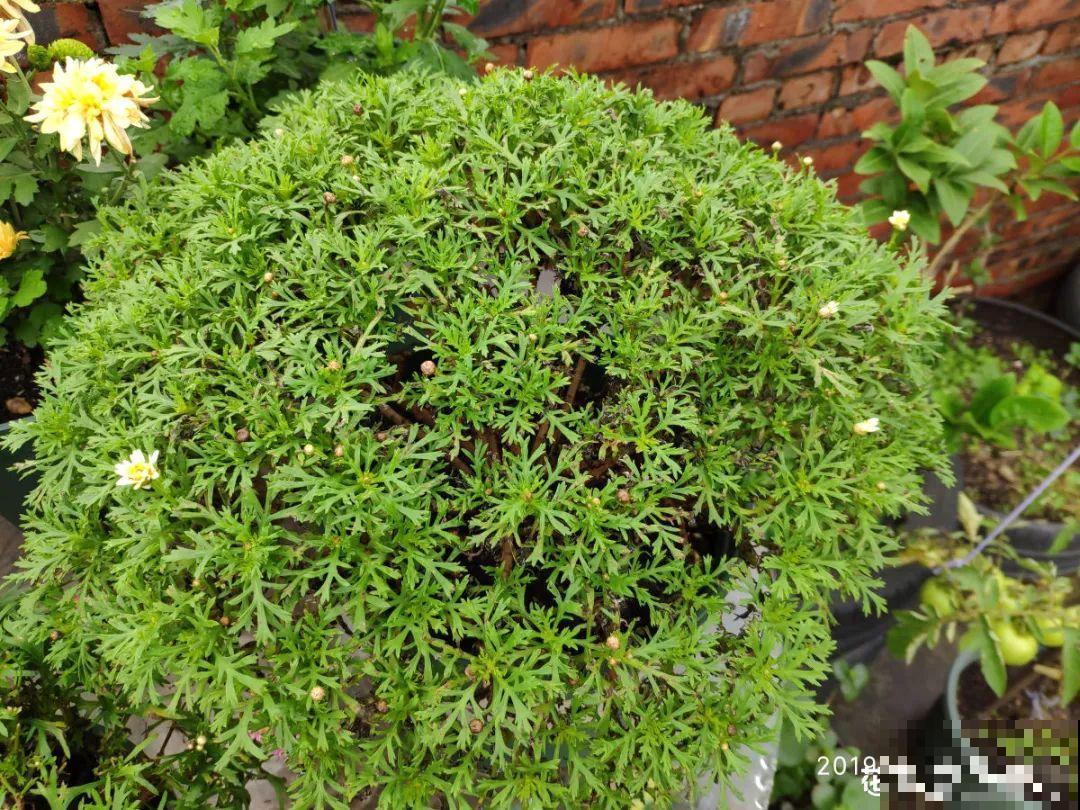 虎皮兰,红掌,吊兰养成老桩,变成大树,真壮观! 虎皮兰,红掌,吊兰养成老桩,变成大树,真壮观!