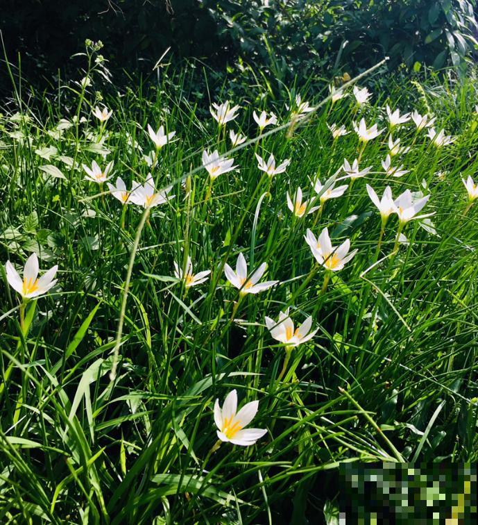 这3种花，一听名字就不想养，结果开花惊艳众人！