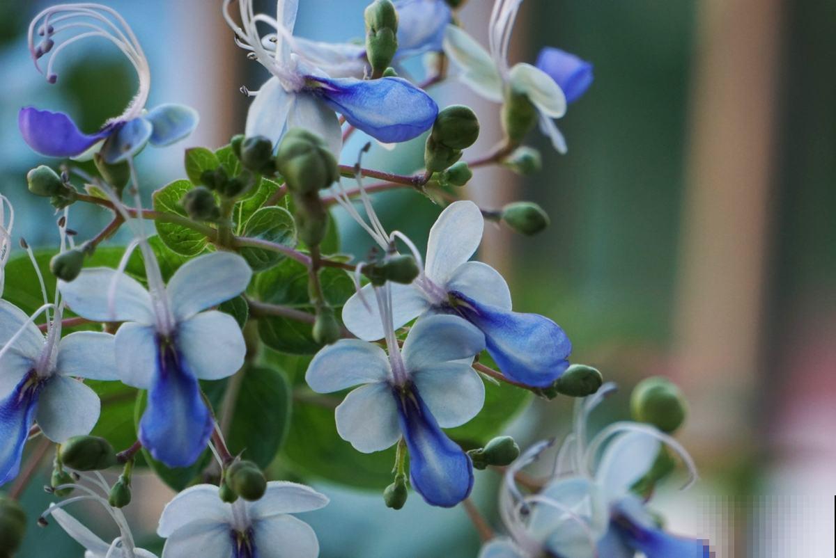 3种花开花就像小蝴蝶,好养皮实,种上一片美翻了 3种花开花就像小蝴蝶,好养皮实,种上一片美翻了