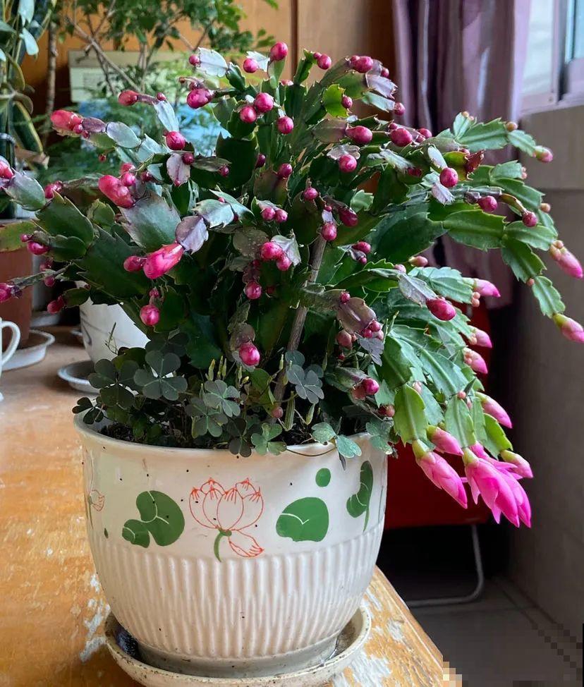 30种耐阴花，室内光照不佳，也能全年开花！