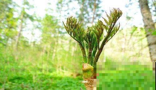 野生刺老芽真好吃,很多人抢着摘,现在是最后一波了! 野生刺老芽真好吃,很多人抢着摘,现在是最后一波了!