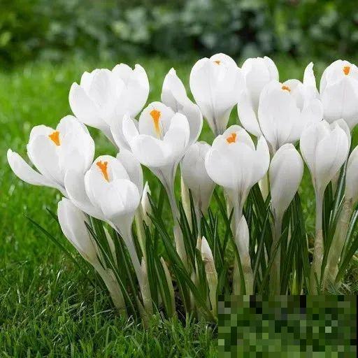 院子里超适合养番红花，开花鲜艳多彩，下雪也不耽误开花