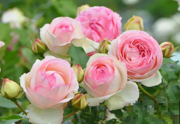 13种月季花，丰花勤花、花期超长，你能认出几种？