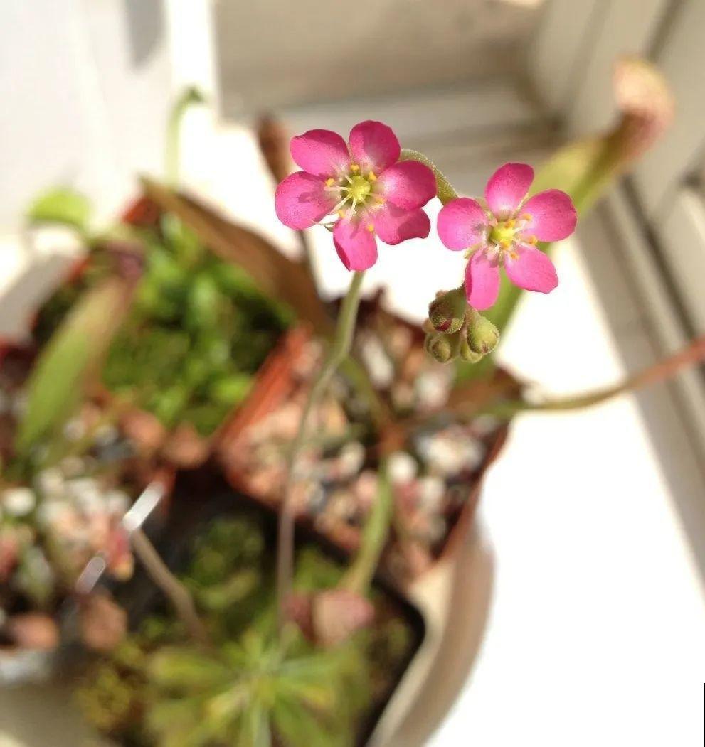 5种能吃蚊虫的花,家里养一盆,蚊子灭光光! 5种能吃蚊虫的花,家里养一盆,蚊子灭光光!