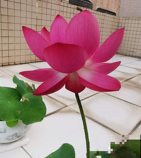 家里养这3种花,老被人说不吉利,气死了! 家里养这3种花,老被人说不吉利,气死了!