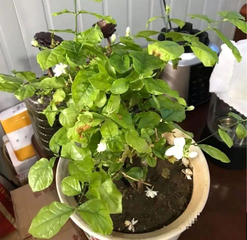 茉莉花后赶紧剪,剪完就开花,一直剪一直开! 茉莉花后赶紧剪,剪完就开花,一直剪一直开!