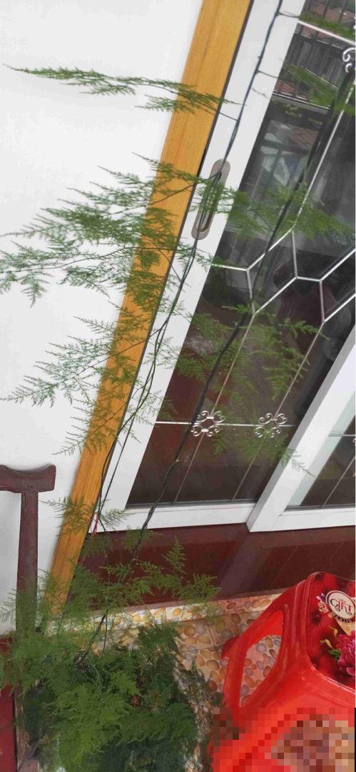 文竹一到夏天就徒长，枝条乱爬太难看，其实矮壮很简单！