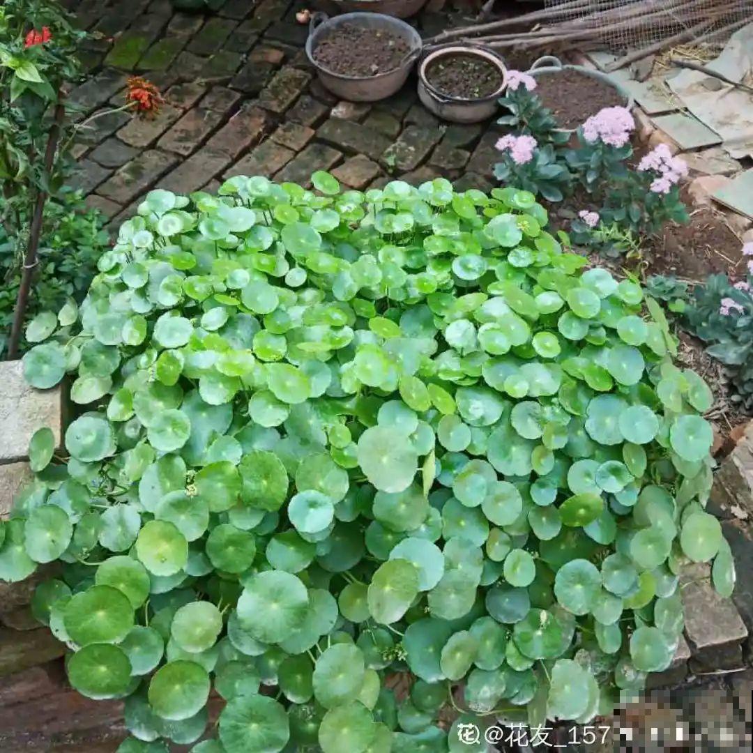 18种最好养的花大盘点，绿萝只能排倒第一！