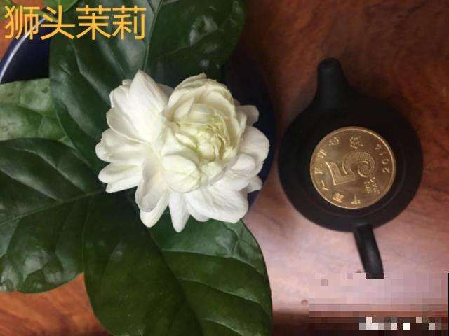 活的“香水花”，开一朵，家里香气飘飘！