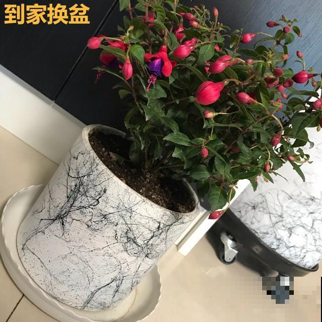 8种花,天热不能换盆,换了3天必死! 8种花,天热不能换盆,换了3天必死!