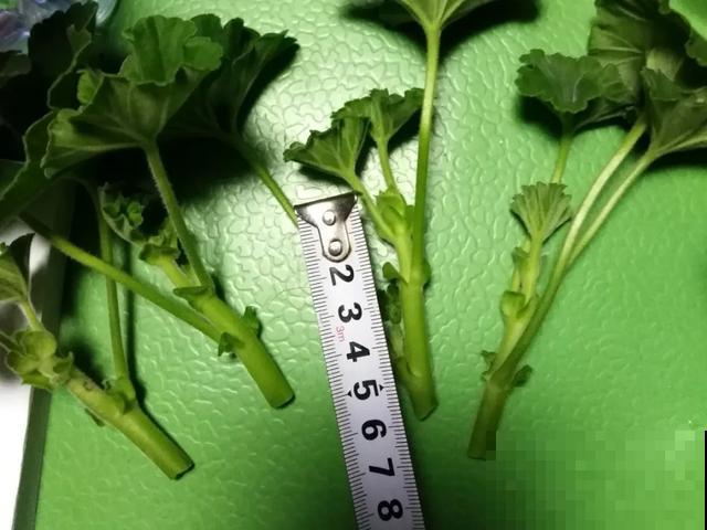 天热扦插3种花,成活率很高,2周就冒大白根! 天热扦插3种花,成活率很高,2周就冒大白根!