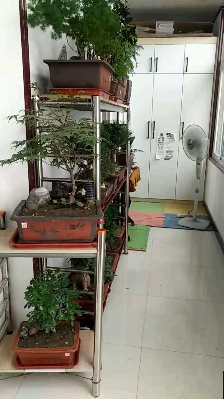 夏季养花，注意的地方真不少，这6点必须得知道