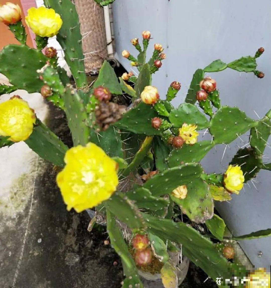 农村院子没人管的花，一长一大片，天热美翻了！