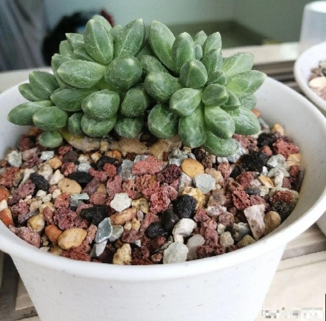 早上起来院子被淹，100盆花，还有救吗？