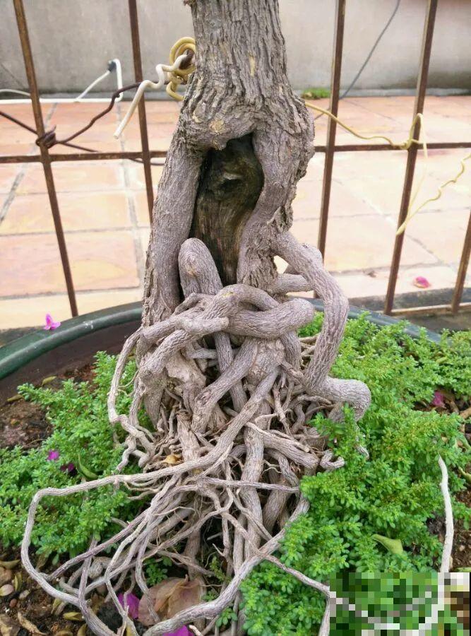 吊兰就用小盆养，根系拽一拽，立马变老桩！