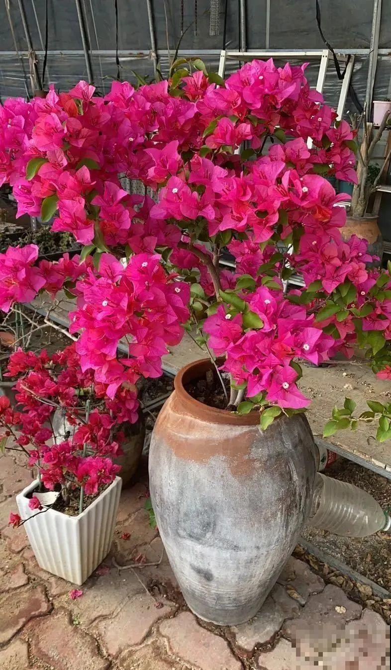 咸菜坛子先别丢,拿来养花,盆盆养成小树,太震撼 咸菜坛子先别丢,拿来养花,盆盆养成小树,太震撼