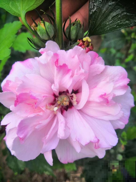 路边的木槿花开了,老人摘了一大筐,上锅蒸比肉还香! 路边的木槿花开了,老人摘了一大筐,上锅蒸比肉还香!